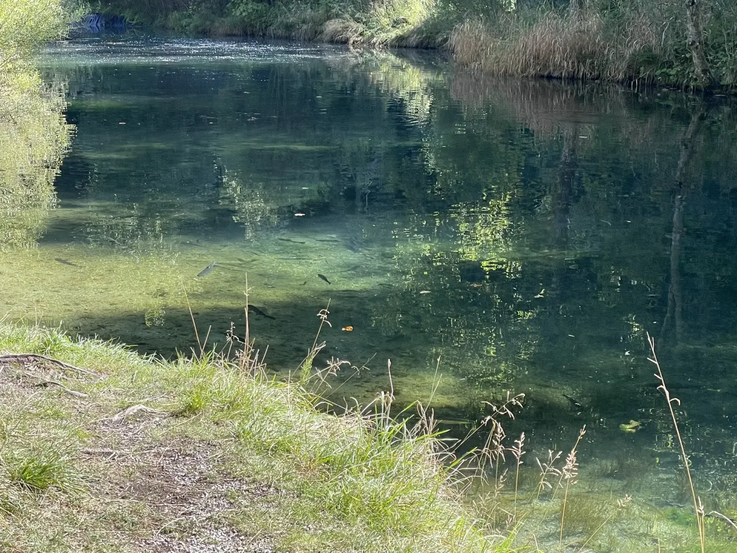 Fischeteich direkt am Wanderweg