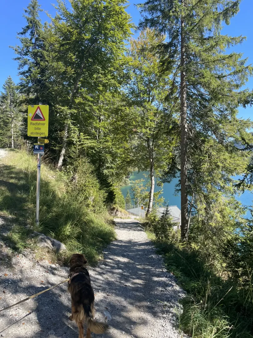 Bruno am Plansee